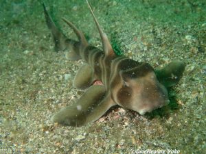 ネコザメ幼魚