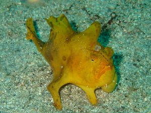 カエルアンコウ