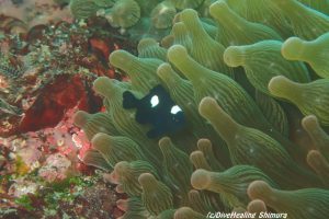 ミツボシクロスズメダイ幼魚