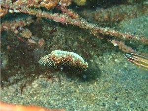 セジロノドグロベラ幼魚