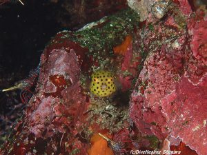 ミナミハコフグ幼魚