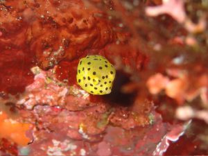 ミナミハコフグ幼魚