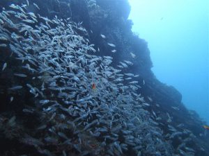 イシモチ幼魚の群れ