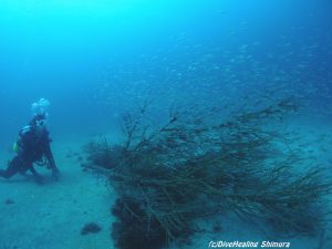 イシモチ幼魚の群れ