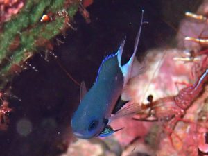 シコクスズメダイ幼魚