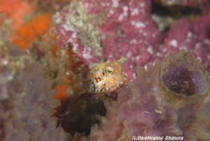 シマウミウスズメ幼魚