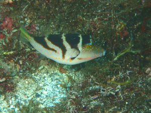 ハナキンチャクフグ幼魚