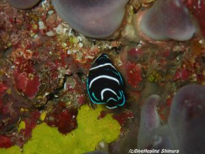 サザナミヤッコ幼魚