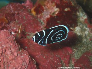 タテジマキンチャクダイ幼魚