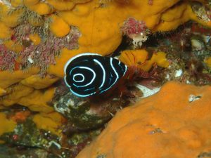 タテジマキンチャクダイ幼魚