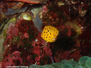 ミナミハコフグ幼魚