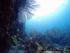 イシモチ幼魚の群れ