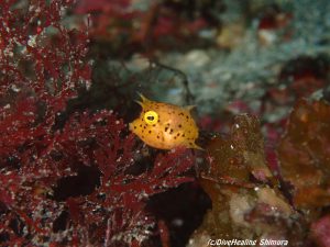 シマウミスズメ幼魚