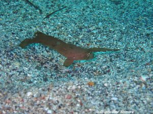 ホシテンス幼魚