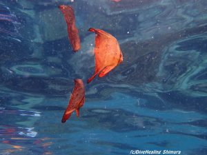 ナンヨウツバメウオ幼魚