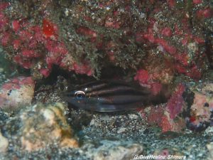 クロホシフエダイ幼魚