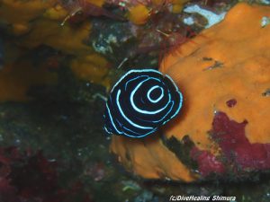 タテジマキンチャクダイ幼魚