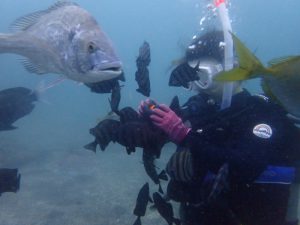 魚に囲まれるファンダイバー