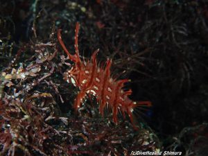 オビテンスモドキ幼魚