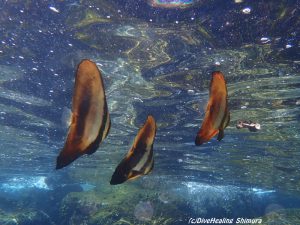 ナンヨウツバメウオ幼魚