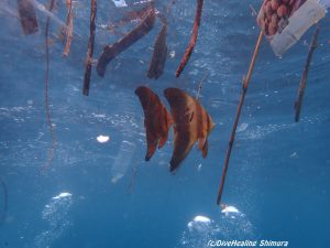 ナンヨウツバメウオ幼魚