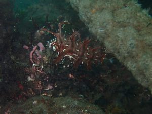 オビテンスモドキ幼魚