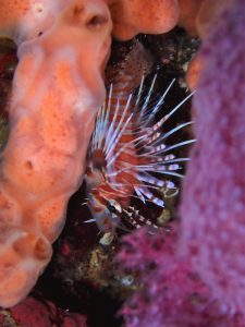 ネッタイミノカサゴ幼魚