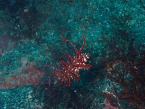 オビテンスモドキ幼魚