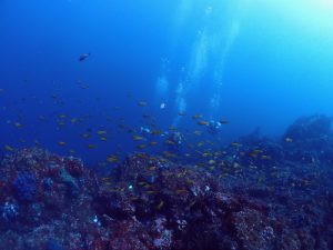 キンギョハナダイの群れ