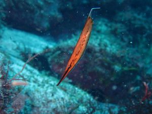 ヘコアユ幼魚