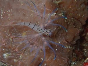 ハナミノカサゴ幼魚