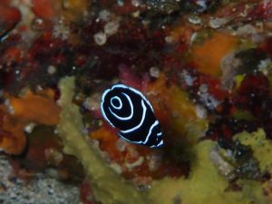 タテジマキンチャクダイ幼魚