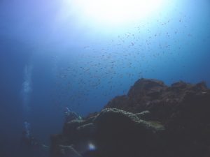 イシモチ幼魚