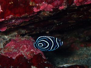 タテジマキンチャクダイ幼魚