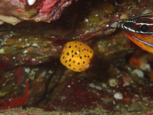 ミナミハコフグ幼魚