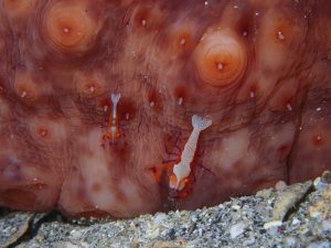 ウシカクレエビのペア
