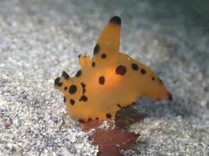 カンナツノザヤウミウシ