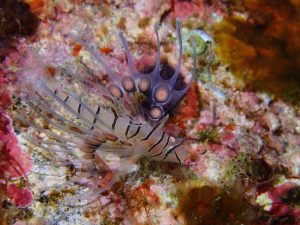 ハナミノカサゴ幼魚