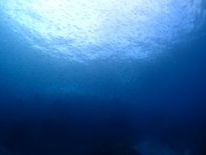 キビナゴの群れ