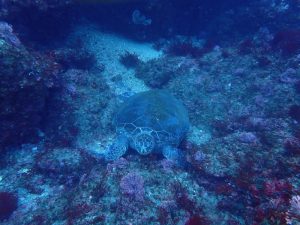 アオウミガメ