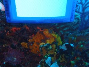 イロカエルアンコウ