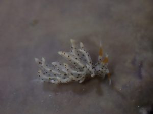 スベスベジョオウミノウミウシ