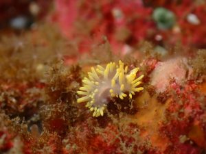 八幡野の海では外せない