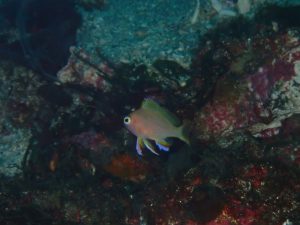 つに富戸の海にも出た！