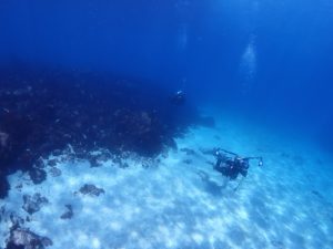 水底の揺らめきが素敵☆