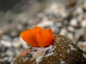 八幡野で初めて見たかも