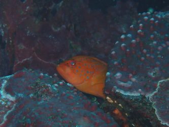 富戸にも欲しいユカタハタ