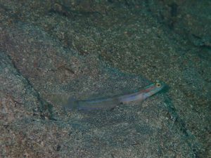 綺麗なんだけど、なかなか日の目を浴びない…