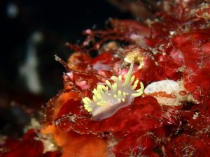 八幡野で一番見かけるウミウシ