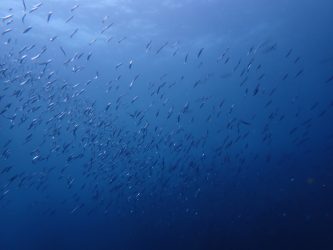 浅場でキラキラ綺麗でしたよ～☆